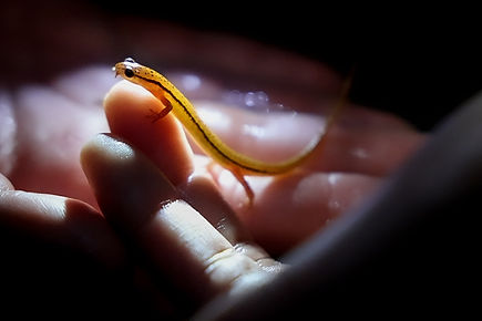 Salamanders Youtube 001.JPG