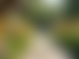 Why Professional Landscaping Matters for Your Home