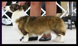 Laughing Dawg's Myrna Loy