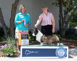 CH Laughingdawg Dreamworld Heartbreaker