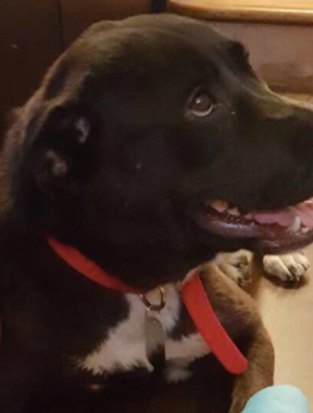 Libby now Lilly Adopted August 2016