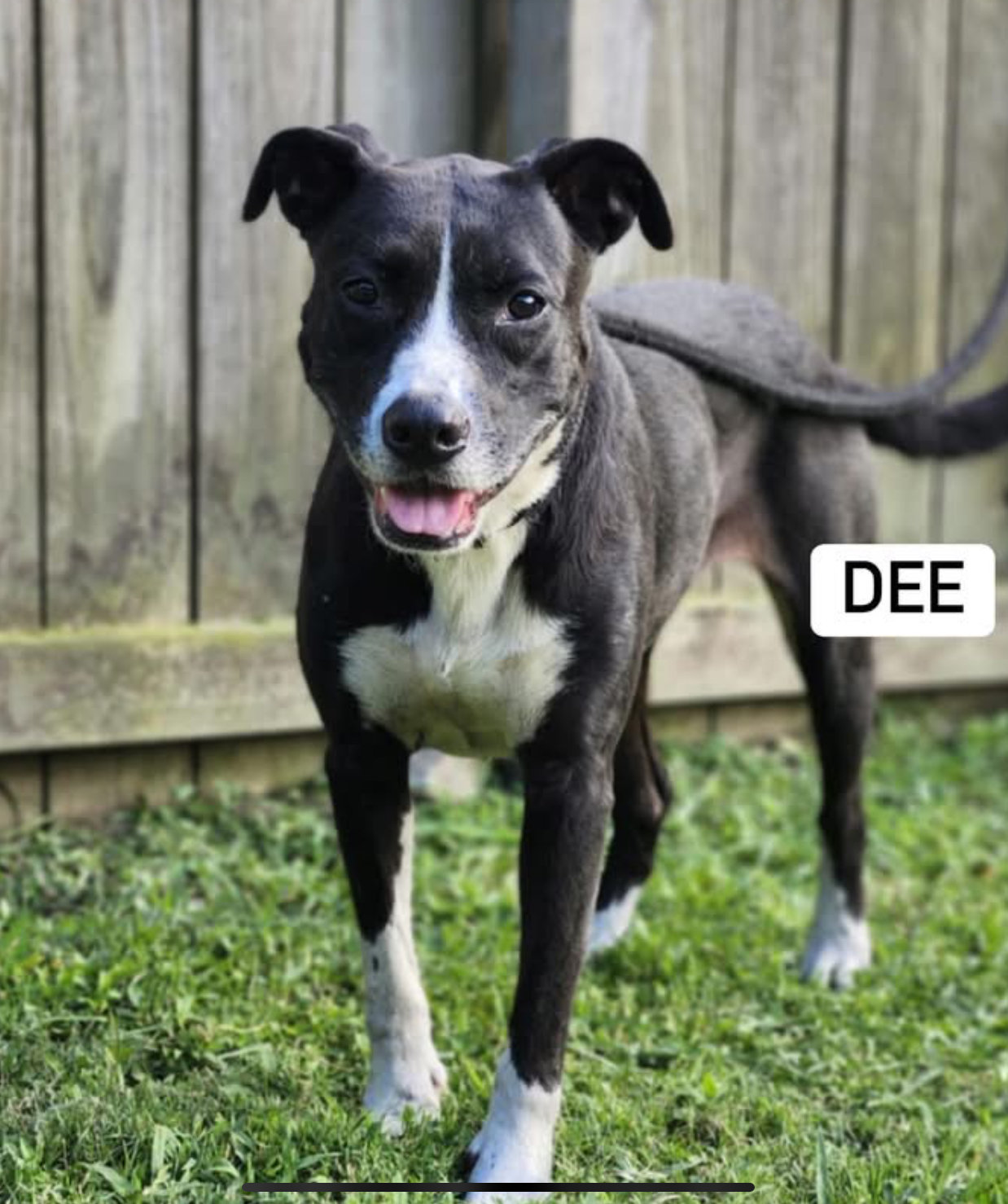 Lab Pitty Dee
