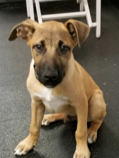 Bronco Adopted November 2017
