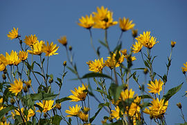 DSC03442.JPG