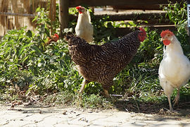 DSC03380.JPG