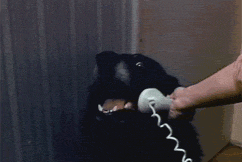 1487368530892.gif