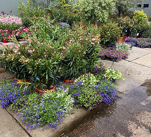 oleanders.jpg