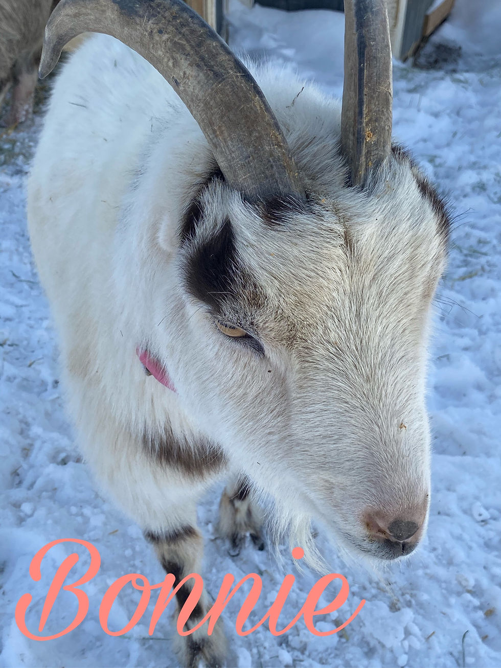 Thumbnail: Sponsor an animal