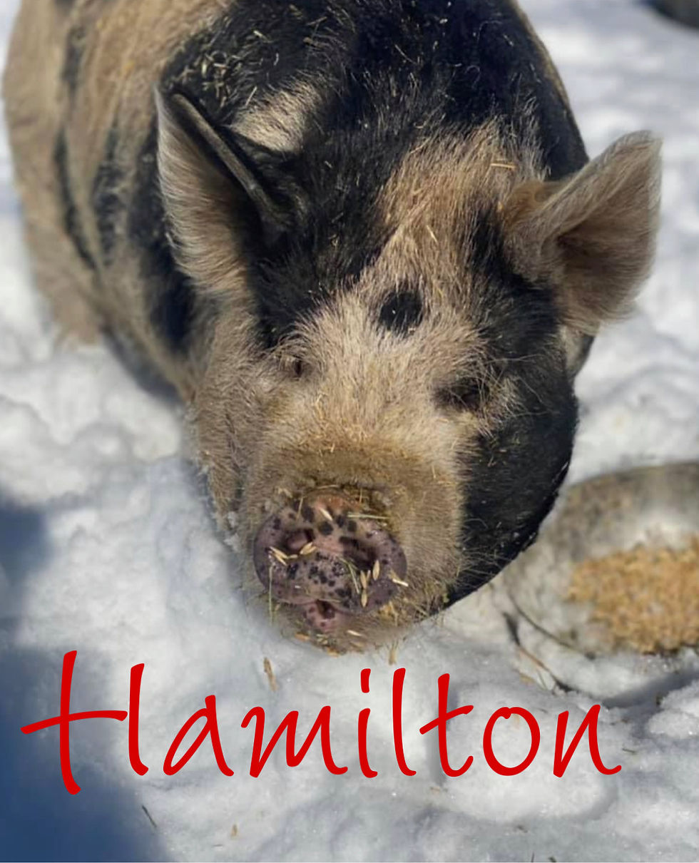 Thumbnail: Sponsor an animal