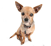 Small short haired dog grooming prices
