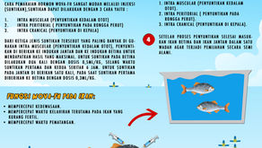 Cara Penyuntikan Hormon Pematang Gonad pada Ikan