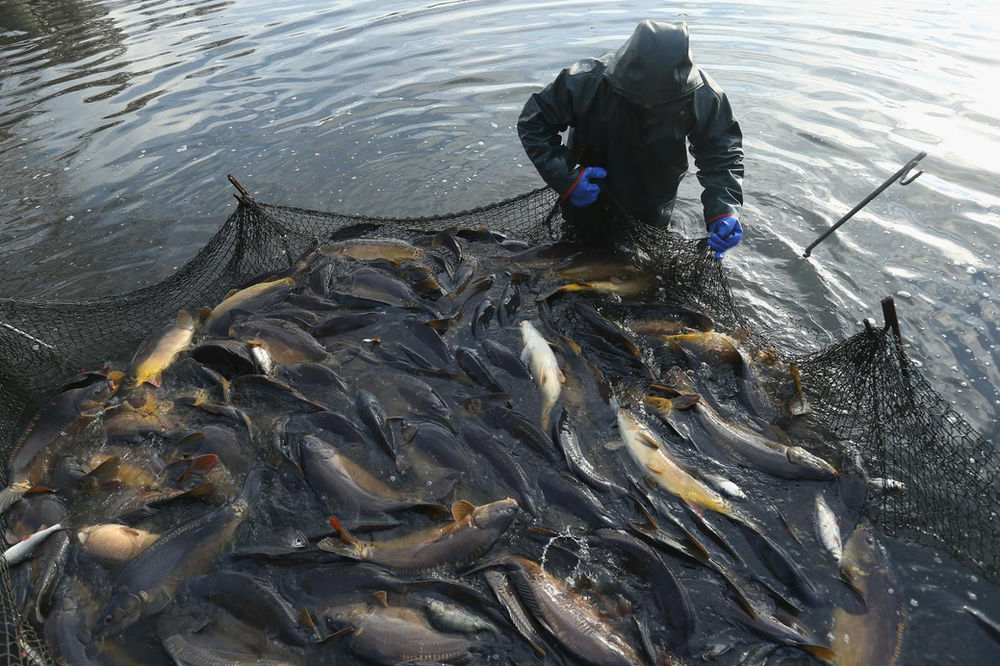 Kondisi ini yang bikin Ikan Stres dalam Tambak