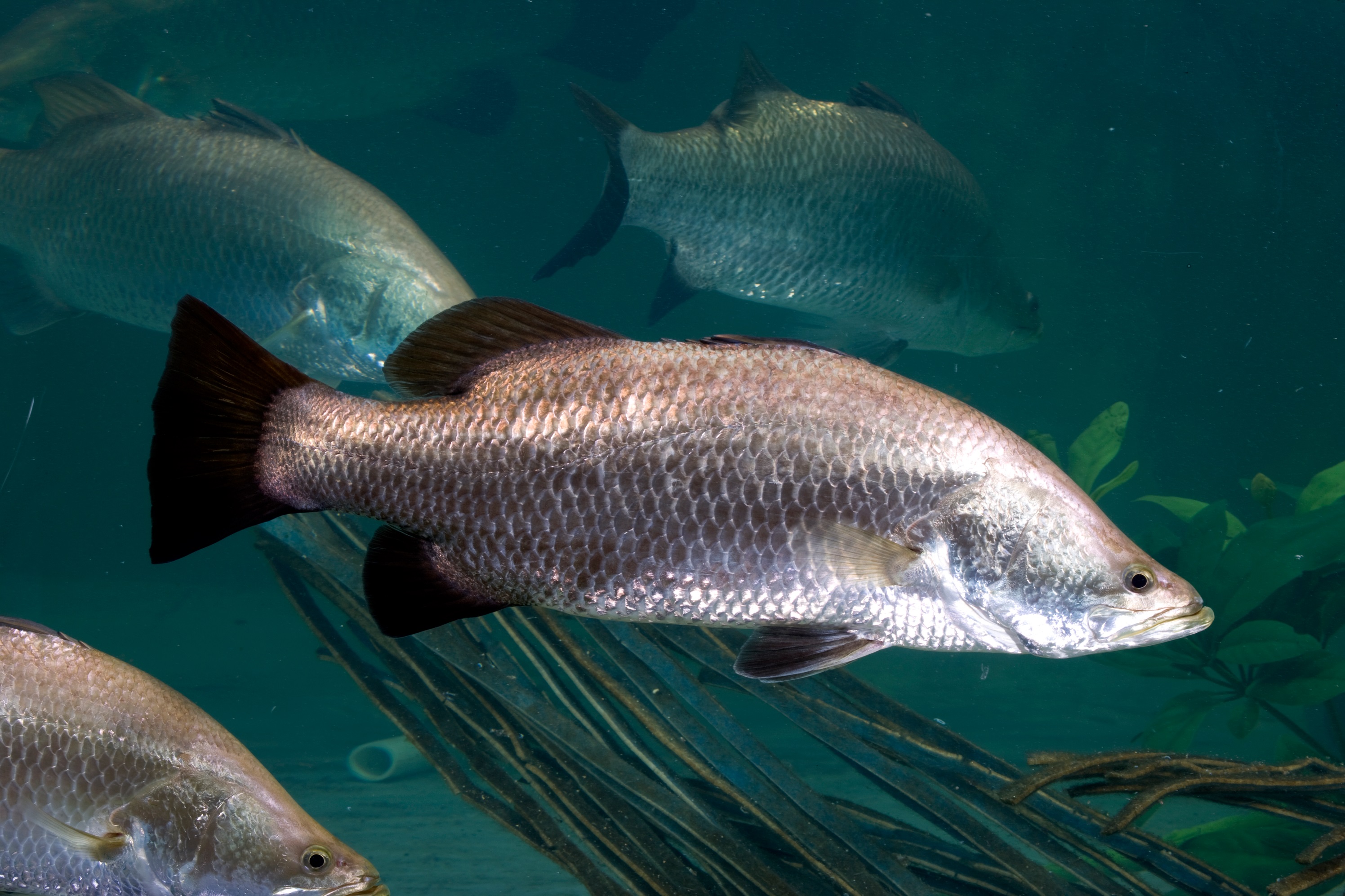 Pembibitan Ikan Kakap Putih