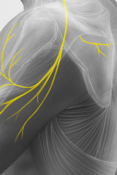 Illustration of the human arm anatomy representing nerves, bones and ligaments_edited_edit
