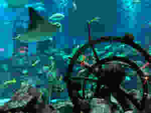The Lost Chamber Aquarium in Atlantis The Palm, Dubai