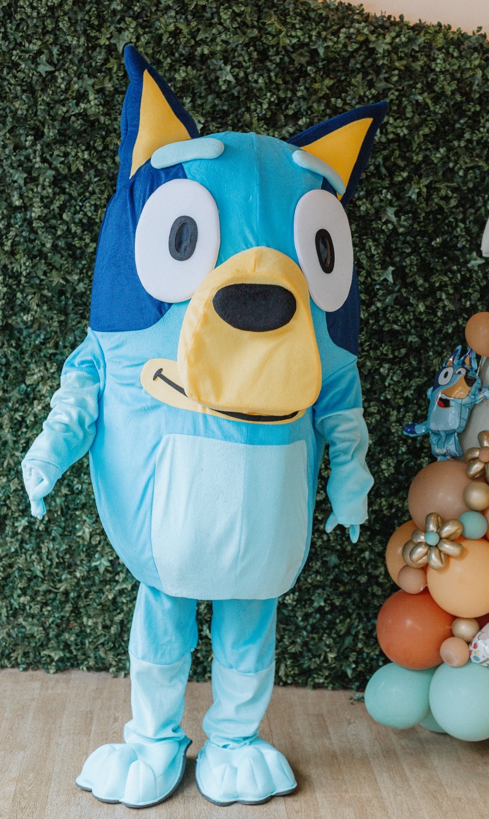 Stay & Play with Bluey Meet and Greet