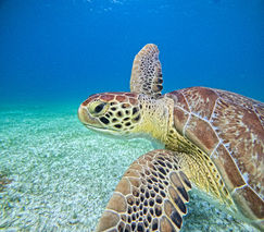 Turtle sighting Aruba