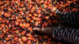 Malaysia and China’s 50-Year Palm Oil Partnership: From Inception to Global Impact
