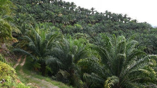 Sabah Makes Strides towards Sustainable Palm Oil Production