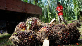 Palm Oil Industry Face 3-5 Years Production Halt Due to Replanting Curbs