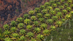 India to Get Technical Help from Malaysia to Increase Its Palm Oil Plantation Footprints