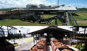 Strong CPO Prices Boost Boustead Plantations 1Q Net Profit