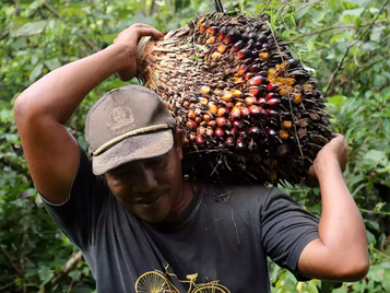 Indonesia Confident About Winning EU Lawsuit on Palm Oil Biofuel