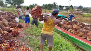 Indonesian farmers voice virus lockdown fears