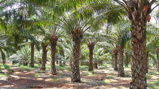 Solidaridad, Others Synergise on Oil Palm Traceability in Nigeria