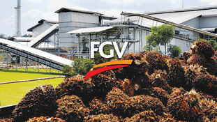 MCO: FGV ceases ops at five palm oil mills in Sabah’s Sahabat region