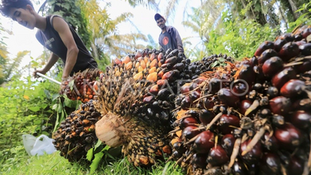 Indonesia Develops Bioethanol from Palm Oil Waste for Energy Swift