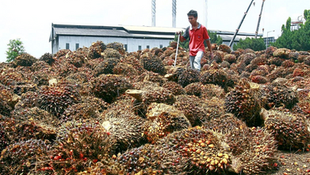 COVID-19 Remembered: The Oil Palm Business Continuity