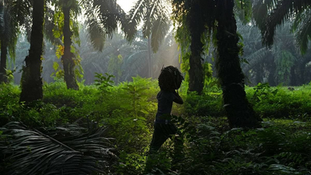 Analysts See CPO at RM4,000 in 2024, Name IOI Corp as Top Sector Pick