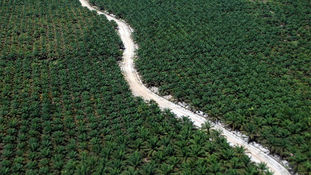 Palm Oil Fund To Continue Program Despite Halt Of Export Levies