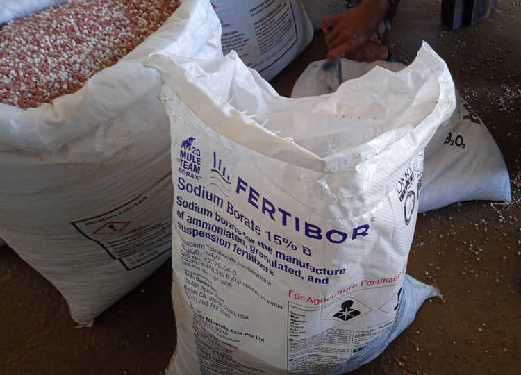 Boron a Major Key for Fertilizers in the Palm Oil Industry