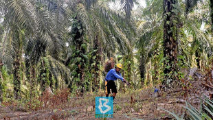 Palm Oil Industry Remains Resilient Under MCO - Dr Ahmad Parveez