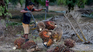 El Niño Expected to Have Minimal Impact on Palm Oil Production