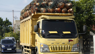 WTO Favours EU Over Indonesia on Palm Oil Restrictions