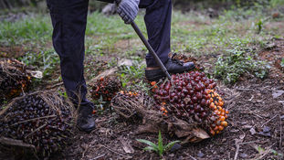 Mida to Boost Investment In Value-Added Palm Oil Products