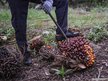 Mida to Boost Investment In Value-Added Palm Oil Products
