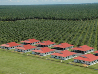 United Plantations Posts Best-Ever Profit In 120-Year History
