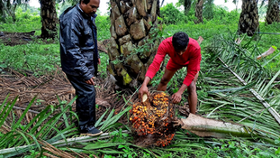 Indian Refiners Cancel Palm Oil Orders Due to Price Surge