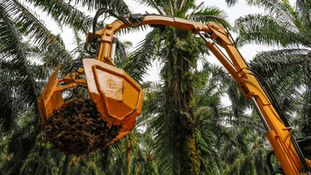 Farm Robots Help Plug Worker Shortage in Malaysian Palm Oil