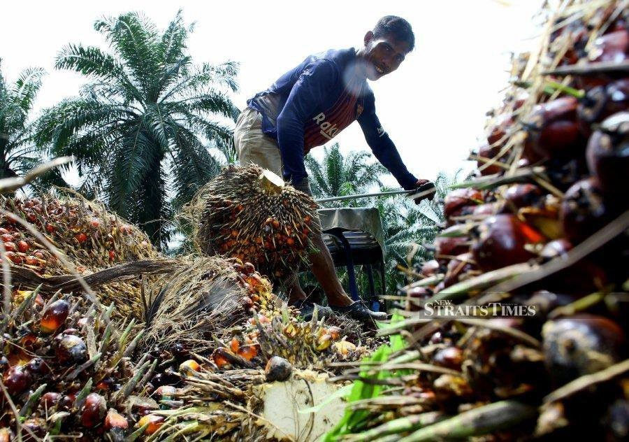 Visits to Overseas Markets Expand Oil Palm Export
