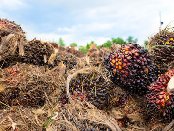Sabah Has No Plans to Reduce Tax on Crude Palm Oil, Says Hajiji