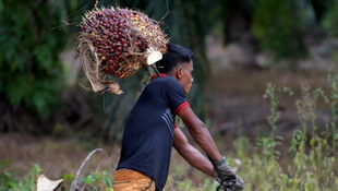 As UN Sustainability Deadline Looms, Credit Suisse Believes Palm Oil Sector's Best Bet Lies In Trans