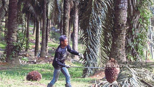 AI, Drone Tech Can Help Palm Oil Industry