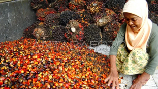 Indonesia Eyes to Become World’s Palm Oil Price Setter