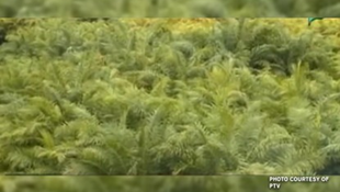 Palm Oil Potential Seen In BARMM, 800K Hectares Identified