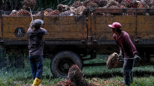 Analyst Sees Malaysian Palm Oil Trading Between RM3,700-RM4,500 per Ton Until Mid-2025